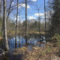 51 acres Hunting Land Bordering State Forest images 2