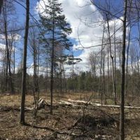 51 acres Hunting Land Bordering State Forest images 3