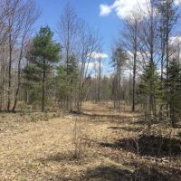 51 acres Hunting Land Bordering State Forest images 6