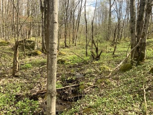 12 acres Northern Hunting Land Steuben NY featured image