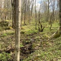 12 acres Northern Hunting Land Steuben NY