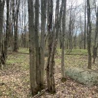 12 acres Northern Hunting Land Steuben NY images 2