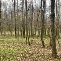 12 acres Northern Hunting Land Steuben NY images 5