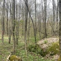 12 acres Northern Hunting Land Steuben NY images 6