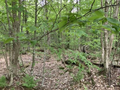 5 acres Bordering State Forest Redfield NY featured image