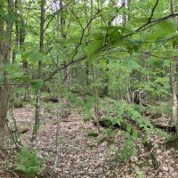 5 acres Bordering State Forest Redfield NY