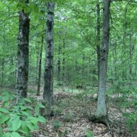 5 acres Bordering State Forest Redfield NY images 2