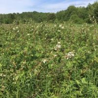 5 acres Camp Site with State Land Access images 3