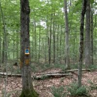 5 acres Cabin bordering State Land Redfield images 3