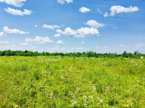 110 acres Hunting Land Lawrence NY featured image