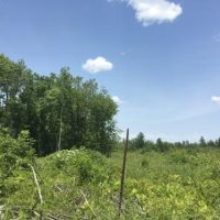 110 acres Hunting Land Lawrence NY images 2