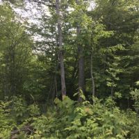 110 acres Hunting Land Lawrence NY images 3