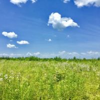 110 acres Hunting Land Lawrence NY images 6