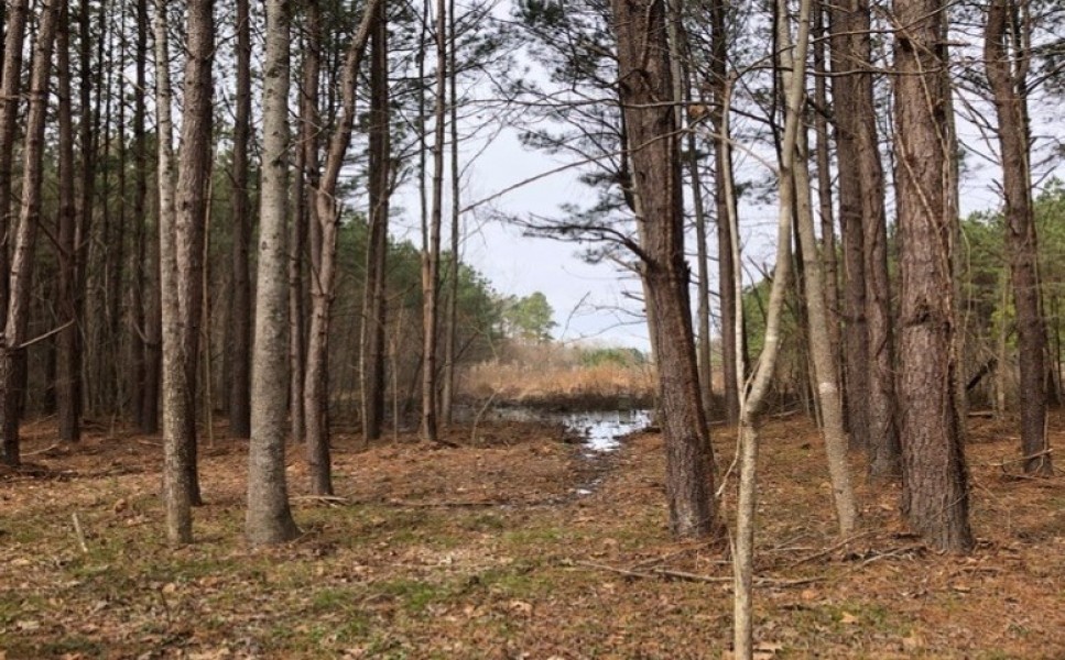 40.65 Acres in Hinds County in Raymond  MS featured image