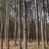 40.65 Acres in Hinds County in Raymond  MS images 2