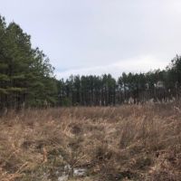 40.65 Acres in Hinds County in Raymond  MS images 3