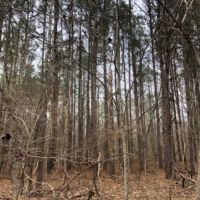 40.65 Acres in Hinds County in Raymond  MS images 4