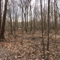 40.65 Acres in Hinds County in Raymond  MS images 6