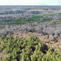 148 Acres Hunting Timberland for Sale Brookhaven  MS images 3