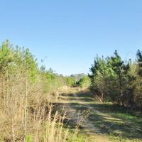 148 Acres Hunting Timberland for Sale Brookhaven  MS images 5