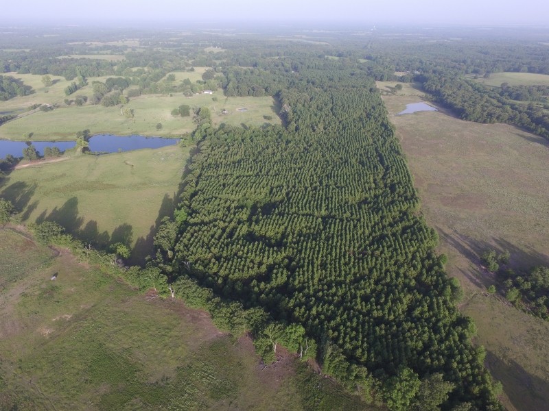 66 Acres in Red River County featured image
