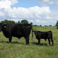 Ft. Towson Ranch images 5