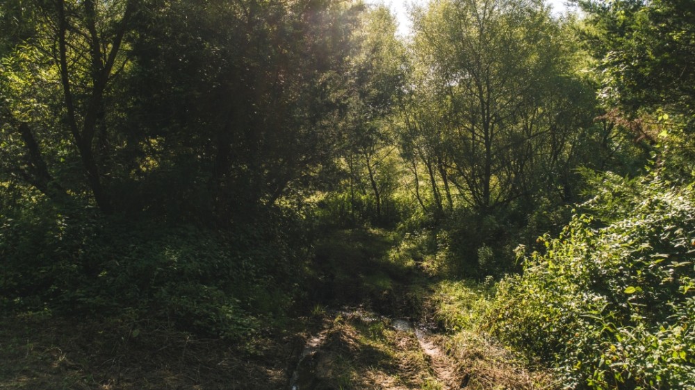 Secluded East TN farm for Sale- Great Hunting Property Hancock County featured image