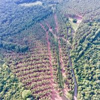 DEVELOPMENT TIMBER LAND - 13 ACRES - SAILES  LA images 2