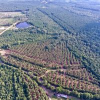 DEVELOPMENT TIMBER LAND - 13 ACRES - SAILES  LA images 3