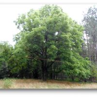 540 Acres in Marshall County in Red Banks  MS images 5