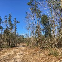38 Acres &nbsp; Village Creek images 6