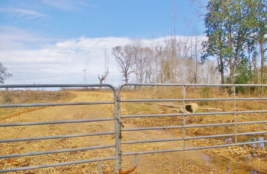 200 Acre Hunting Investment Home Site Land for Sale in SW MS featured image