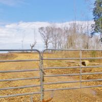 200 Acre Hunting Investment Home Site Land for Sale in SW MS