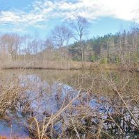 200 Acre Hunting Investment Home Site Land for Sale in SW MS images 2
