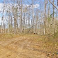 200 Acre Hunting Investment Home Site Land for Sale in SW MS images 3