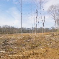 200 Acre Hunting Investment Home Site Land for Sale in SW MS images 6