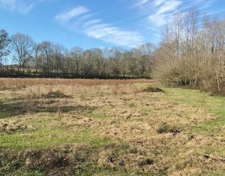 157 Acres Land for Sale Kentwood  Tangipahoa Parish  LA featured image