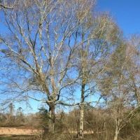 157 Acres Land for Sale Kentwood  Tangipahoa Parish  LA images 3