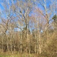 157 Acres Land for Sale Kentwood  Tangipahoa Parish  LA images 5