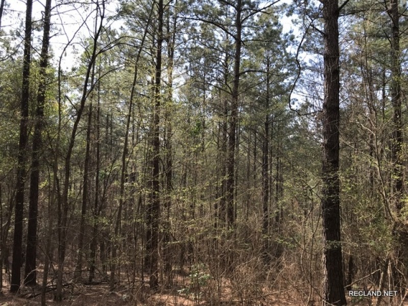 32 ac - Pine Timberland and Minerals - PRICE REDUCED featured image