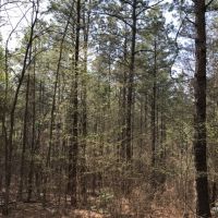 32 ac - Pine Timberland and Minerals - PRICE REDUCED