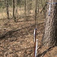 32 ac - Pine Timberland and Minerals - PRICE REDUCED images 2