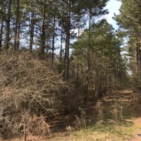 32 ac - Pine Timberland and Minerals - PRICE REDUCED images 3