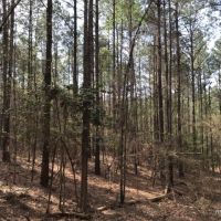32 ac - Pine Timberland and Minerals - PRICE REDUCED images 5