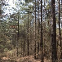 32 ac - Pine Timberland and Minerals - PRICE REDUCED images 6