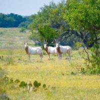 400 Acre Exotic Ranch images 2