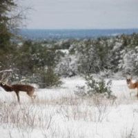 400 Acre Exotic Ranch images 4