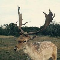 400 Acre Exotic Ranch images 6