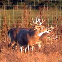 Private Ranch Offering Deer & Elk Hunting Packages For the Whole Family