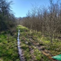 80 ac - Wooded Tract for Hunting or Home Site images 5